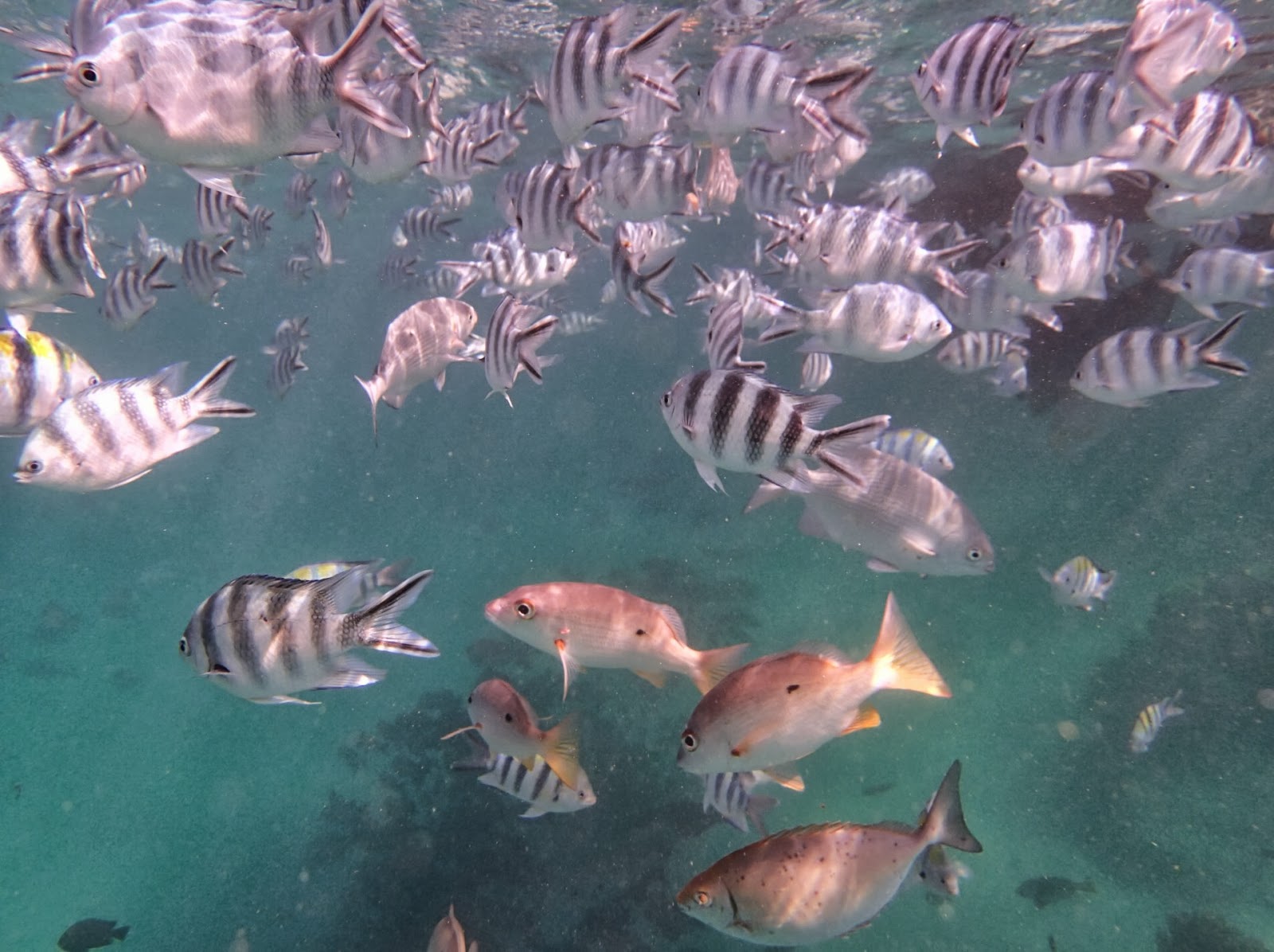 fish and frenzy fish and frenzy